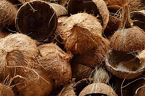 Coconut Shell